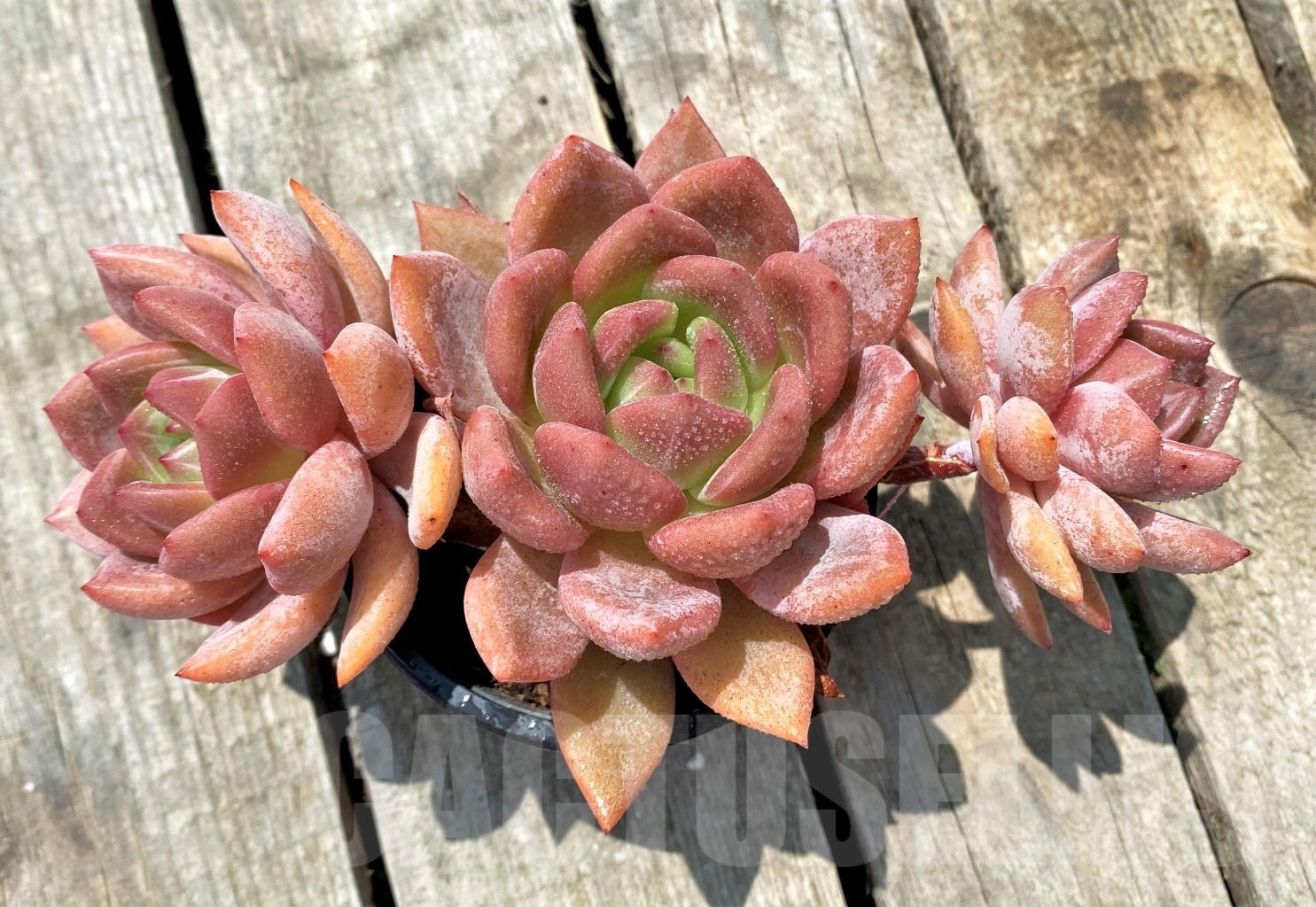 SHPR11048 Echeveria 'Pink Champagne', 3 heads - Image 2