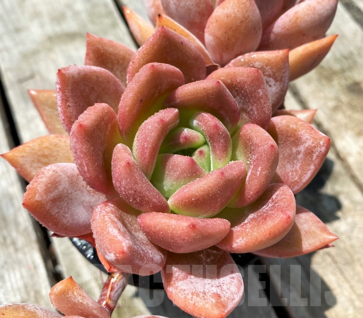 SHPR11048 Echeveria 'Pink Champagne', 3 heads