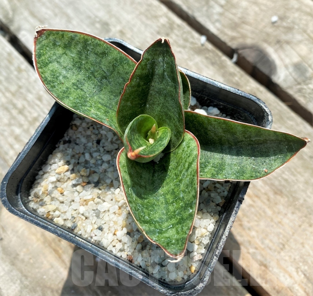 SHPR11049 Sansevieria nakata