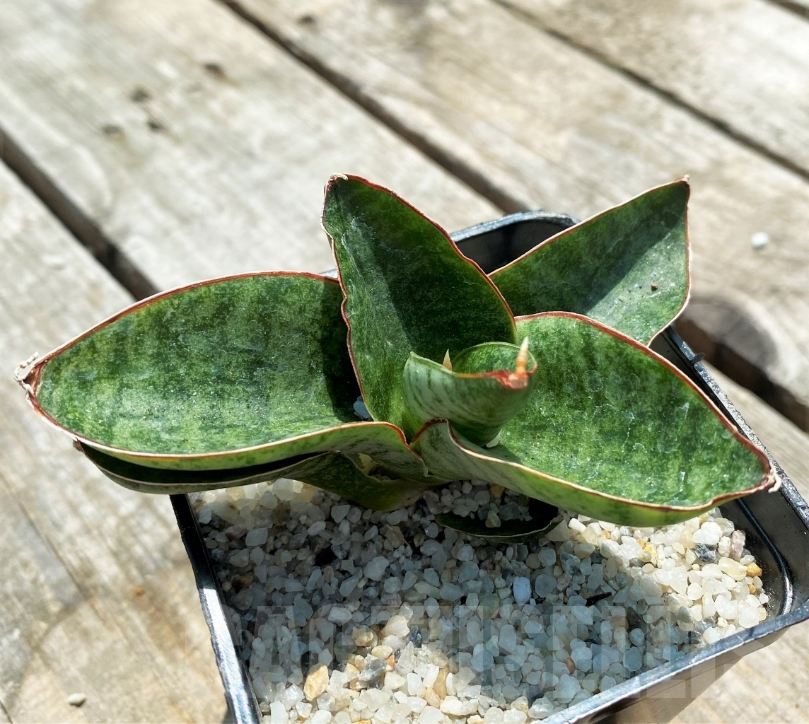 SHPR11049 Sansevieria nakata - Image 2