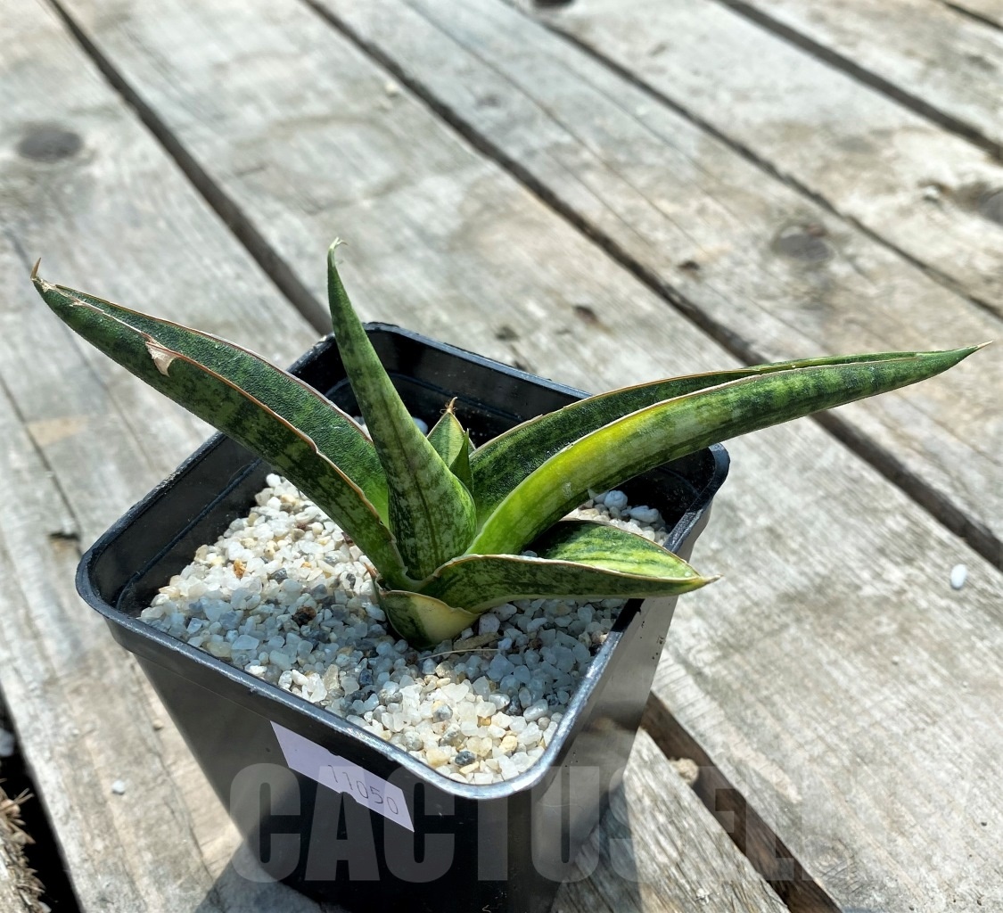 SHPR11050 Sansevieria 'Bella Black'