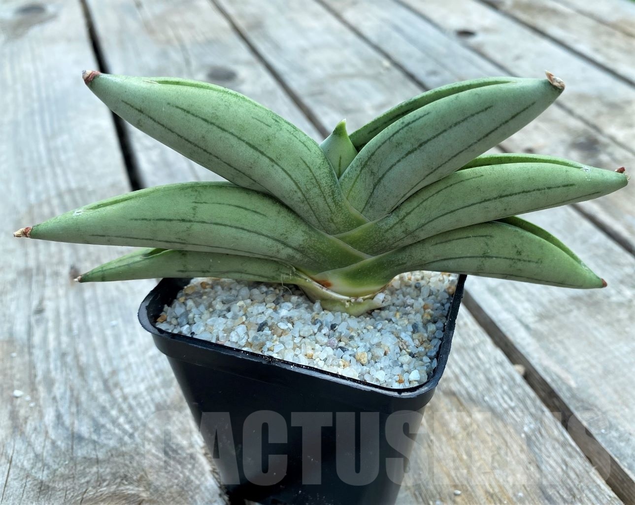 SHPR11052 Sansevieria 'Mudu'