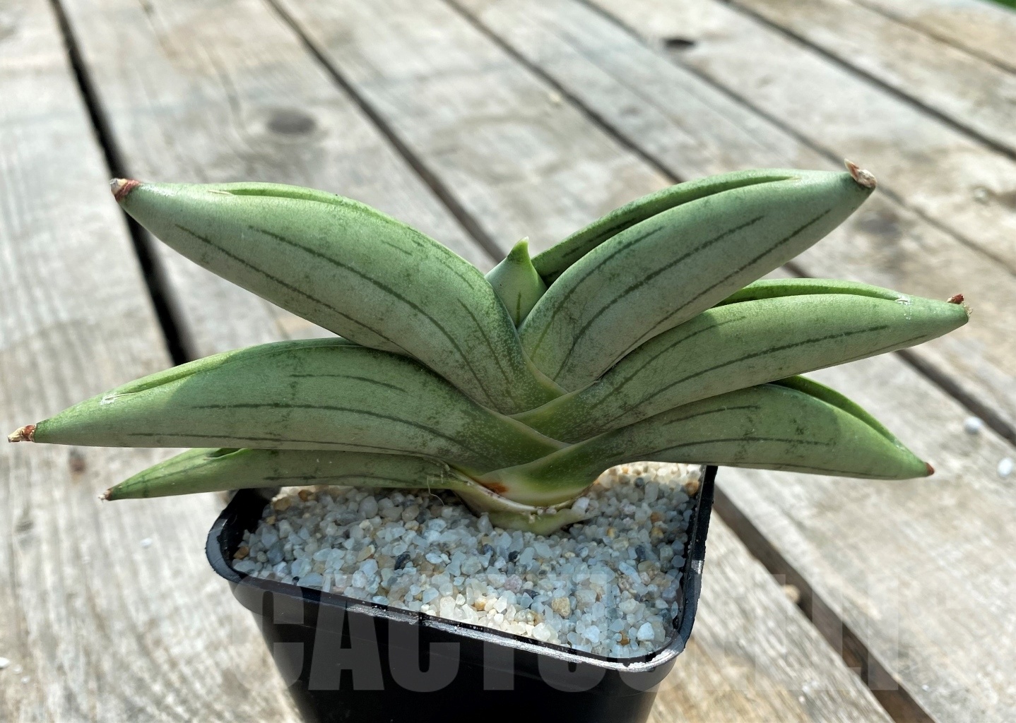 SHPR11052 Sansevieria 'Mudu' - Image 2