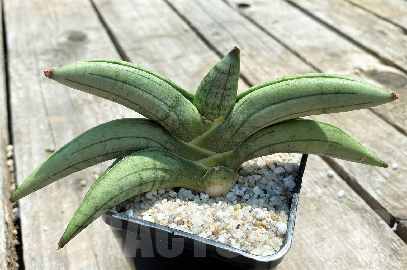 SHPR11053 Sansevieria 'Mudu' - Image 2