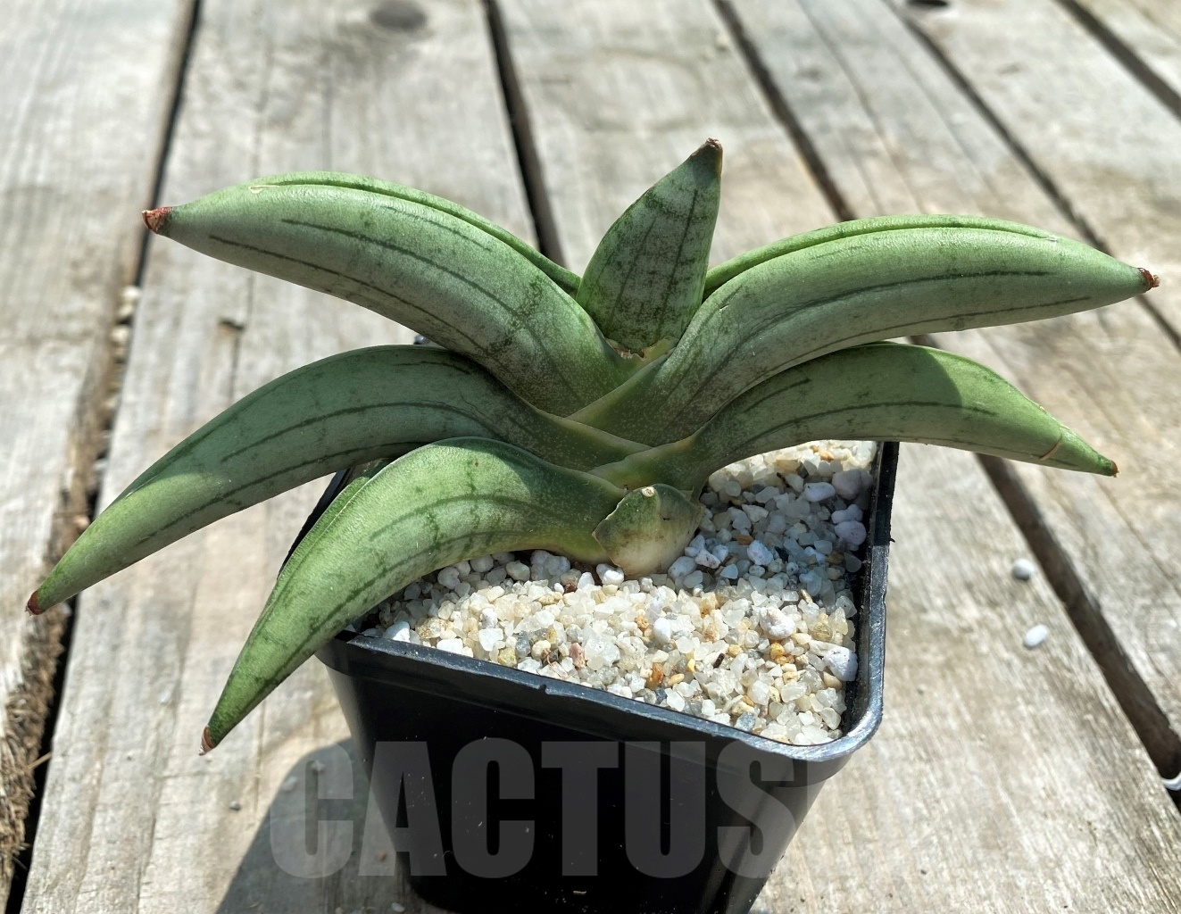 SHPR11053 Sansevieria 'Mudu'