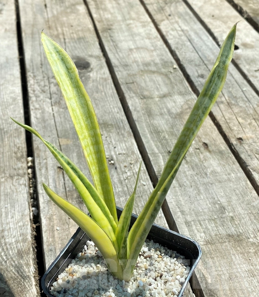 SHPR11055 Sansevieria 'Madam Charm' - Image 2
