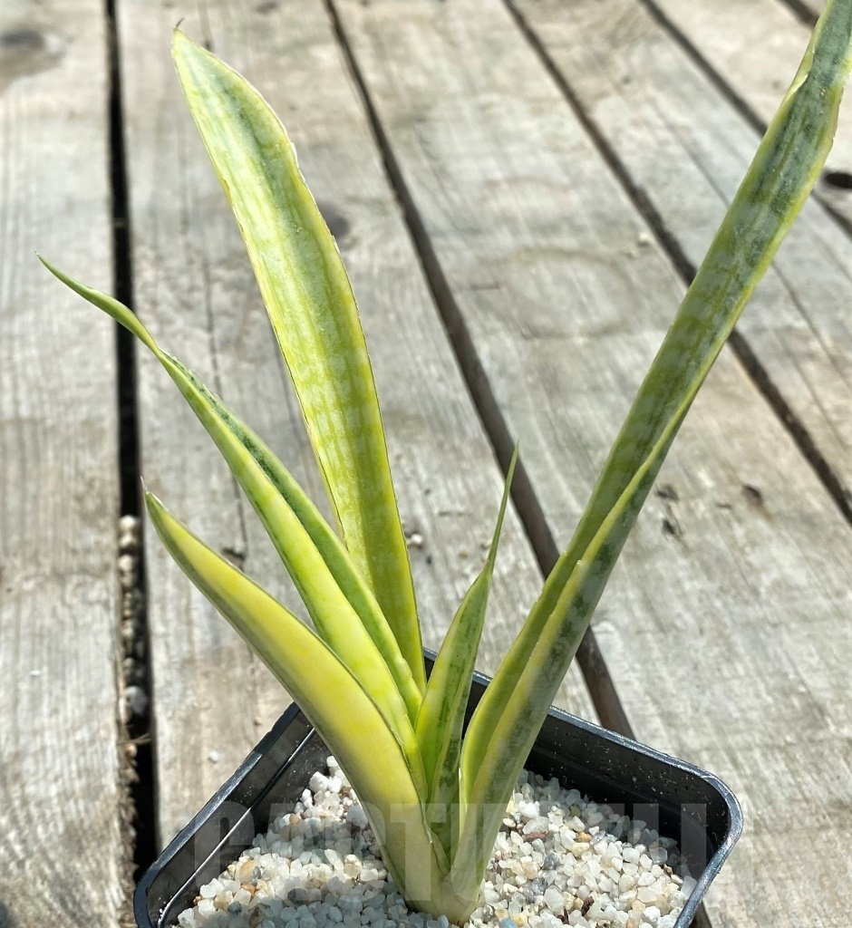 SHPR11055 Sansevieria 'Madam Charm'