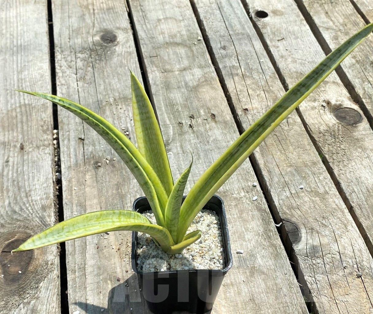 SHPR11057 Sansevieria 'Madam Charm'