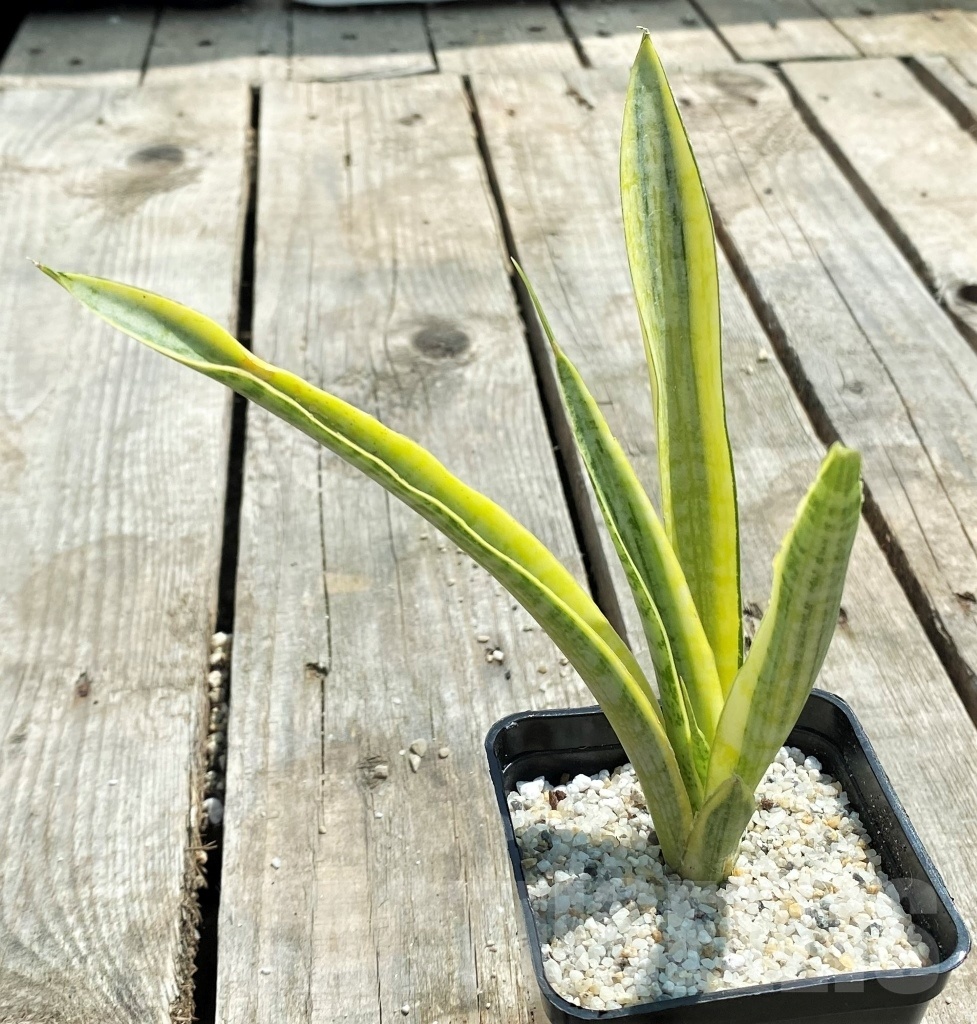 SHPR11058 Sansevieria 'Madam Charm'