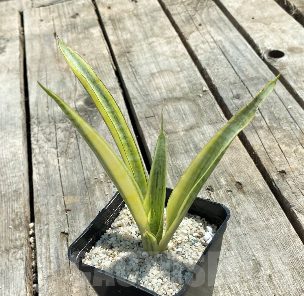 SHPR11059 Sansevieria 'Madam Charm'