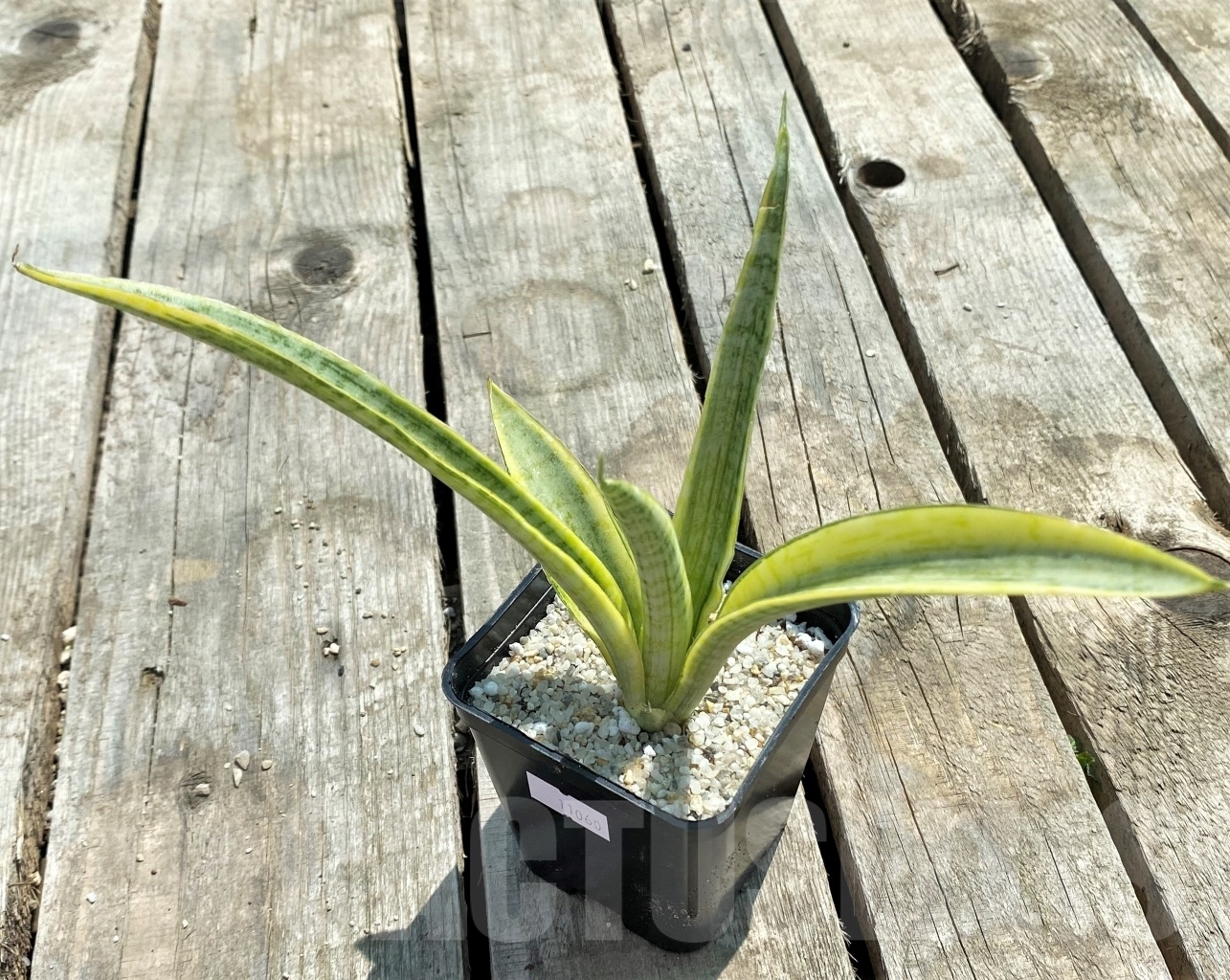 SHPR11060 Sansevieria 'Madam Charm'