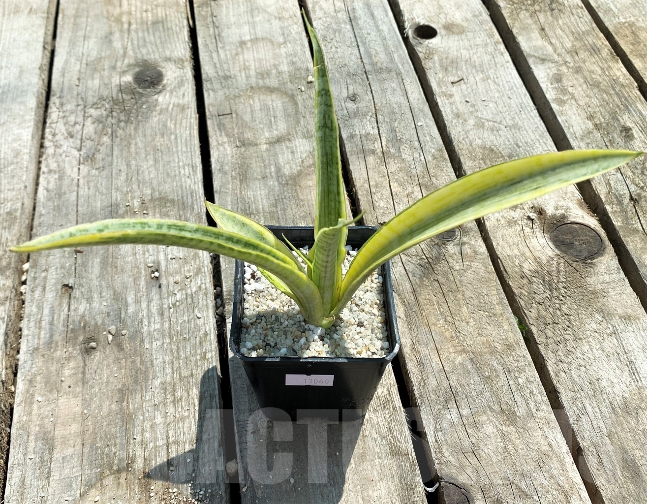 SHPR11060 Sansevieria 'Madam Charm' - Image 2