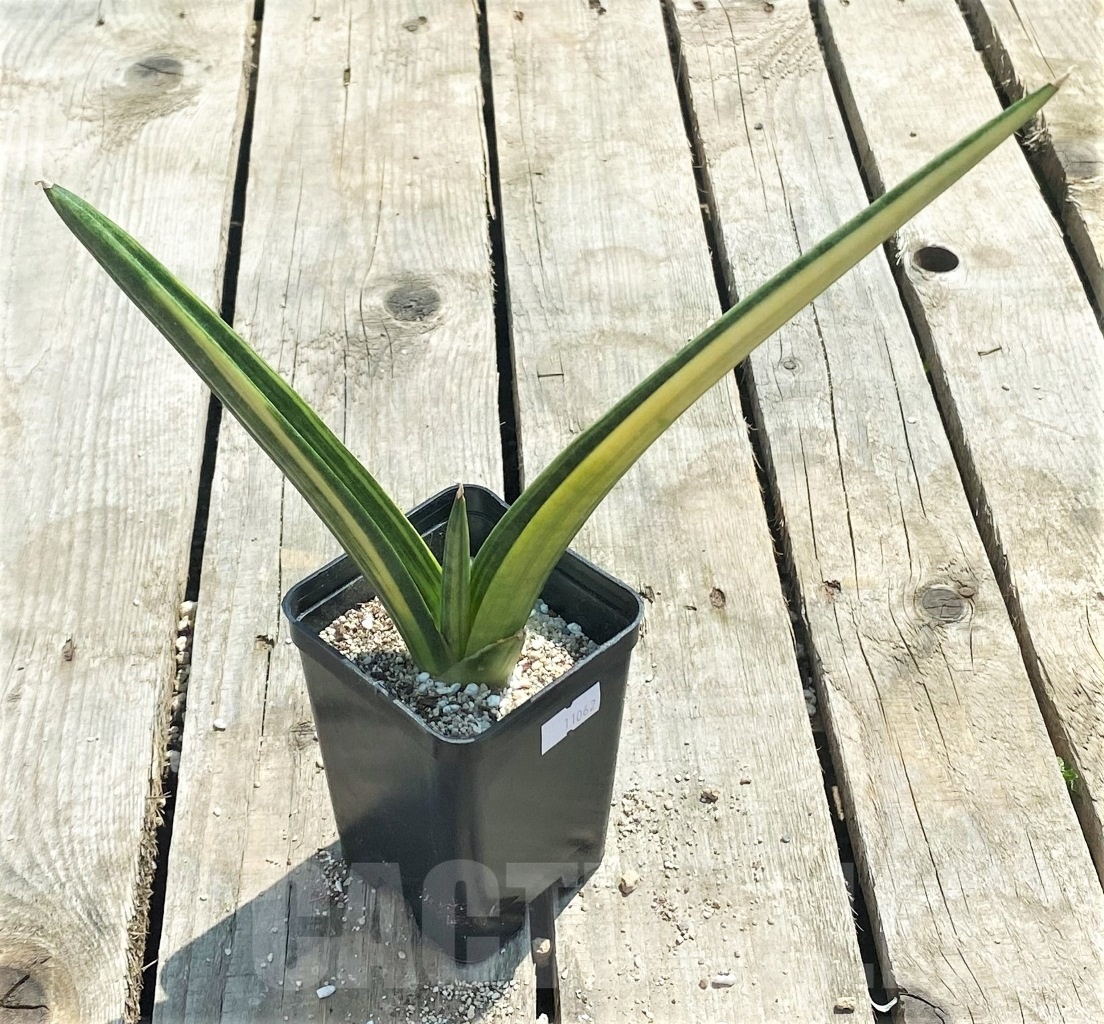 SHPR11062 Sansevieria patens