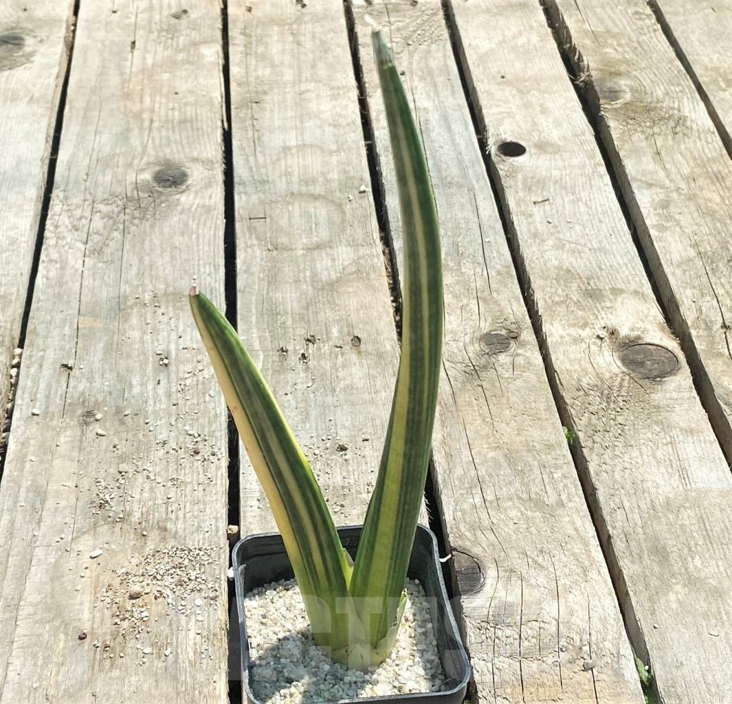 SHPR11064 Sansevieria patens