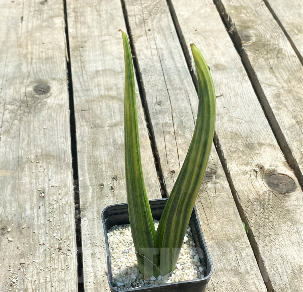 SHPR11066 Sansevieria patens