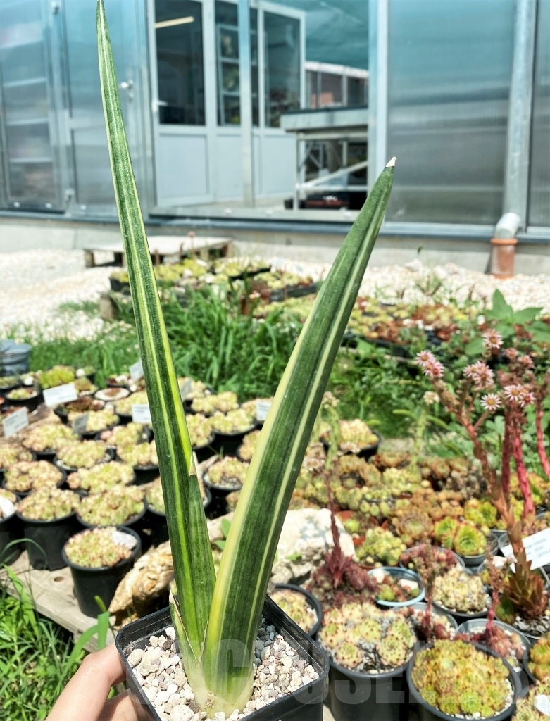 SHPR11063 Sansevieria patens