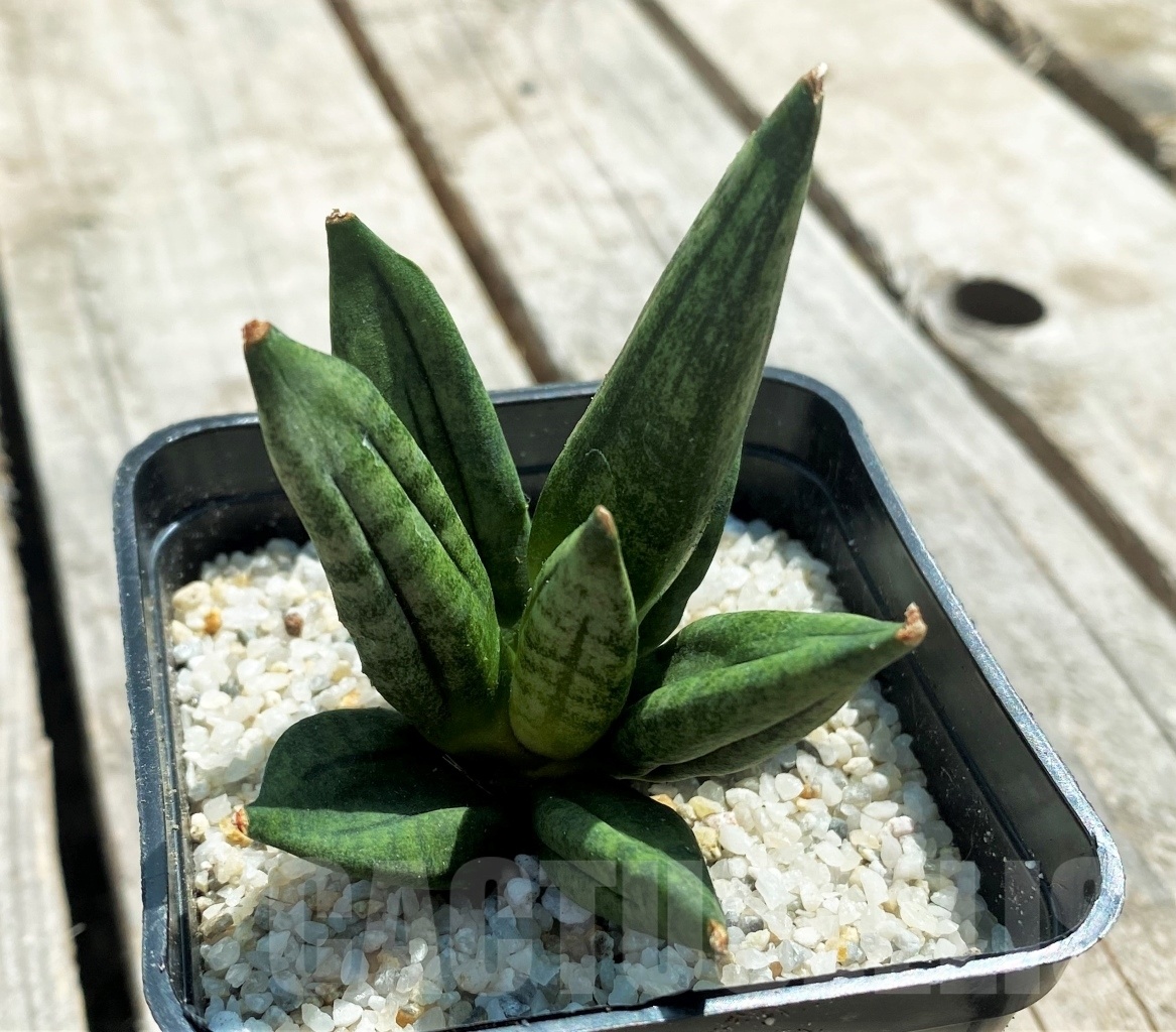 SHPR11069 Sansevieria hedgehog
