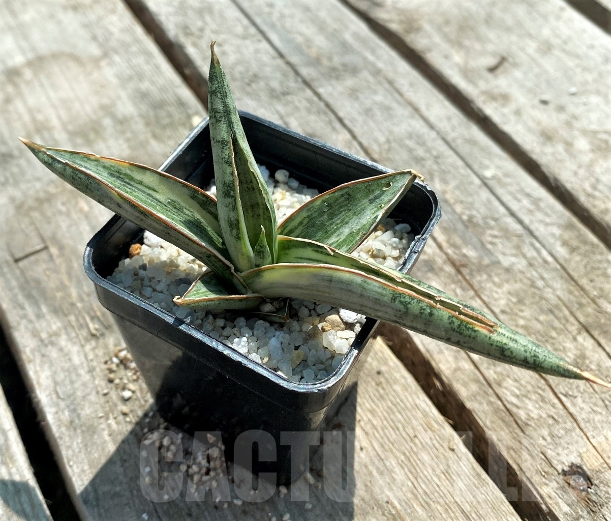 SHPR11072 Sansevieria lavranos 1970