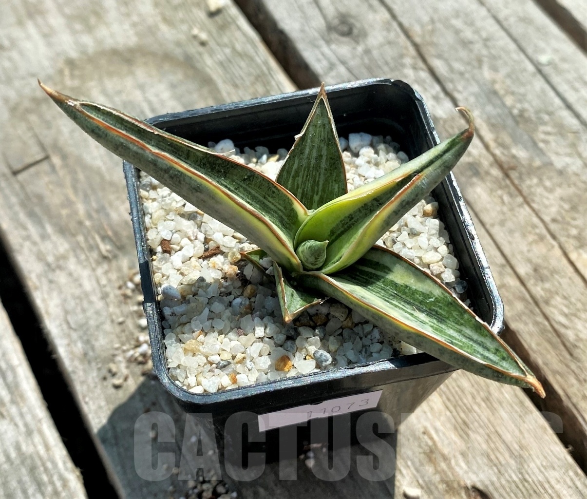 SHPR11073 Sansevieria lavranos 1970