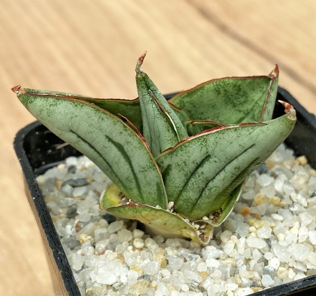 SHPR11107 Sansevieria mini rose
