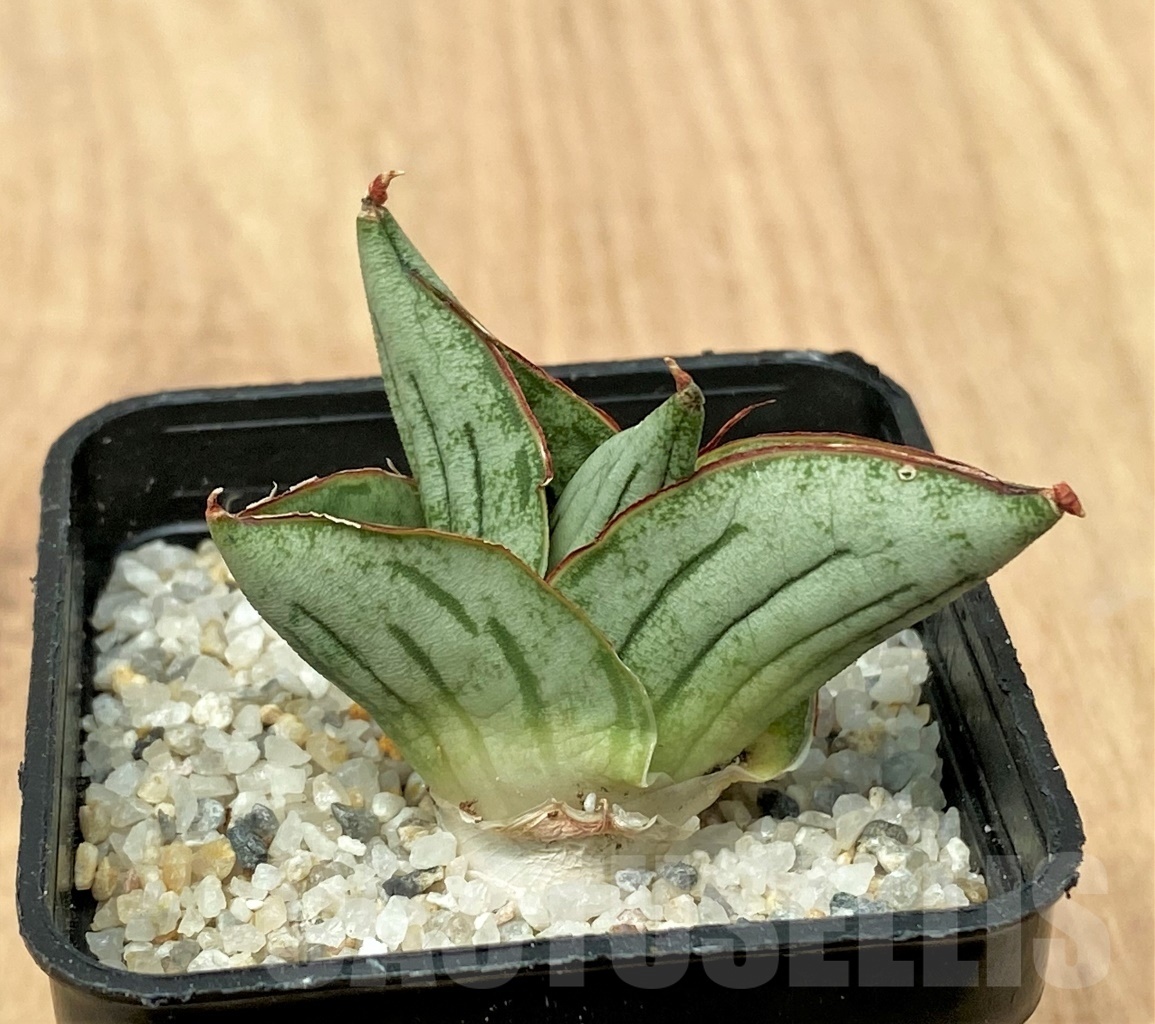 SHPR11107 Sansevieria mini rose - Image 2