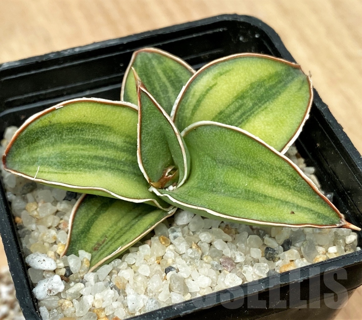 SHPR11109 Sansevieria 'Blue Kew'