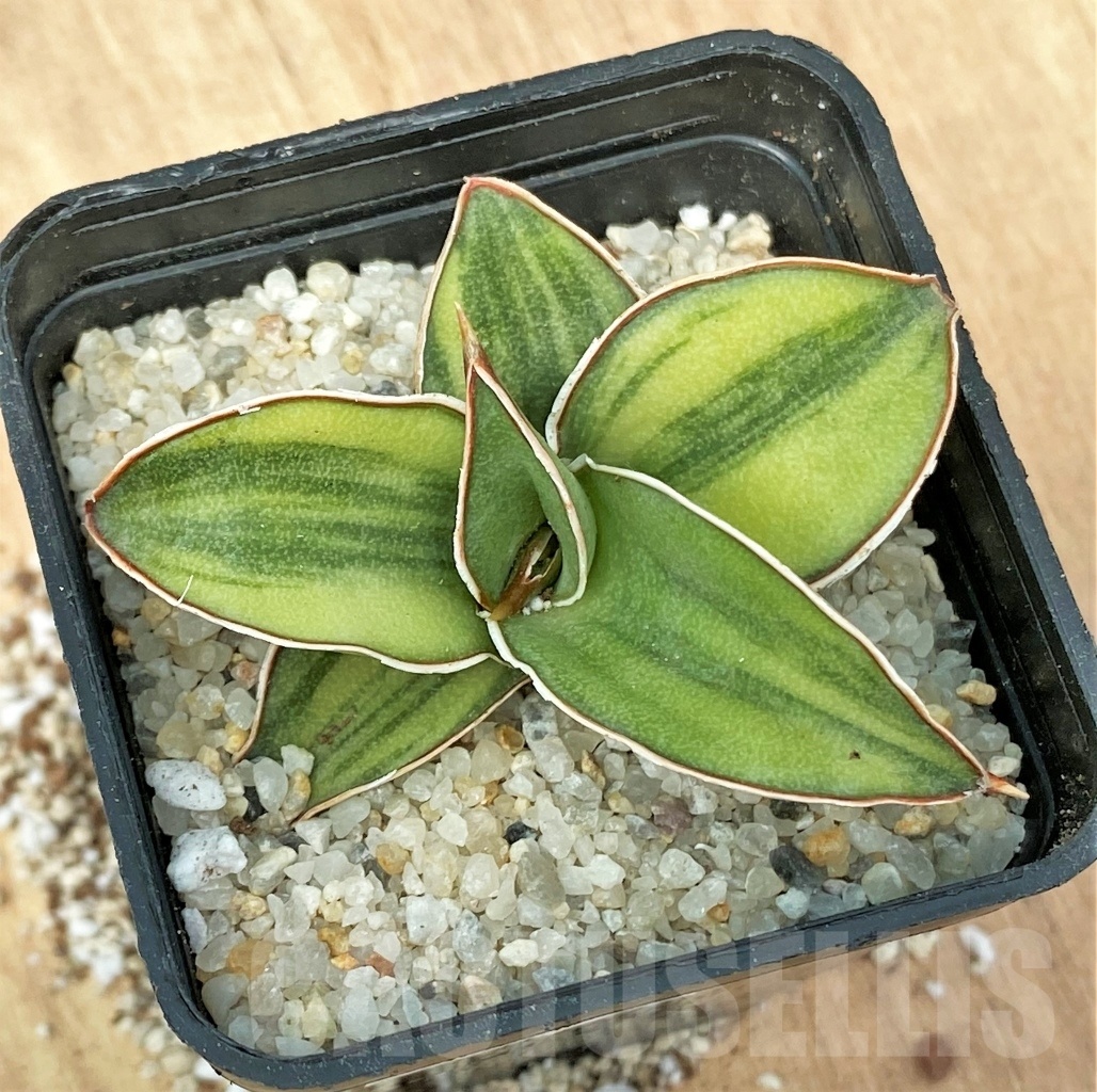 SHPR11109 Sansevieria 'Blue Kew' – Image 3