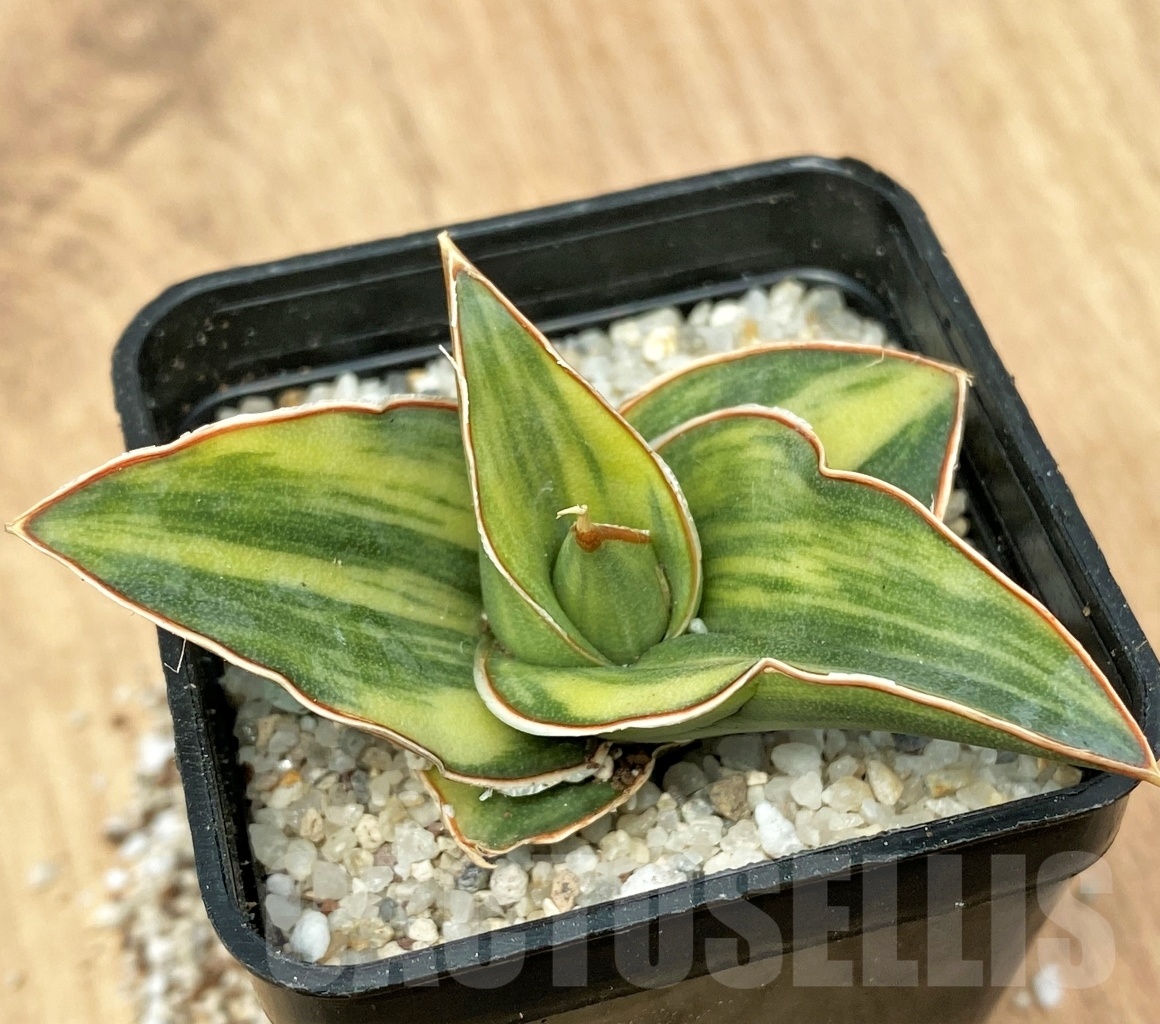 SHPR11110 Sansevieria penguin – Image 2