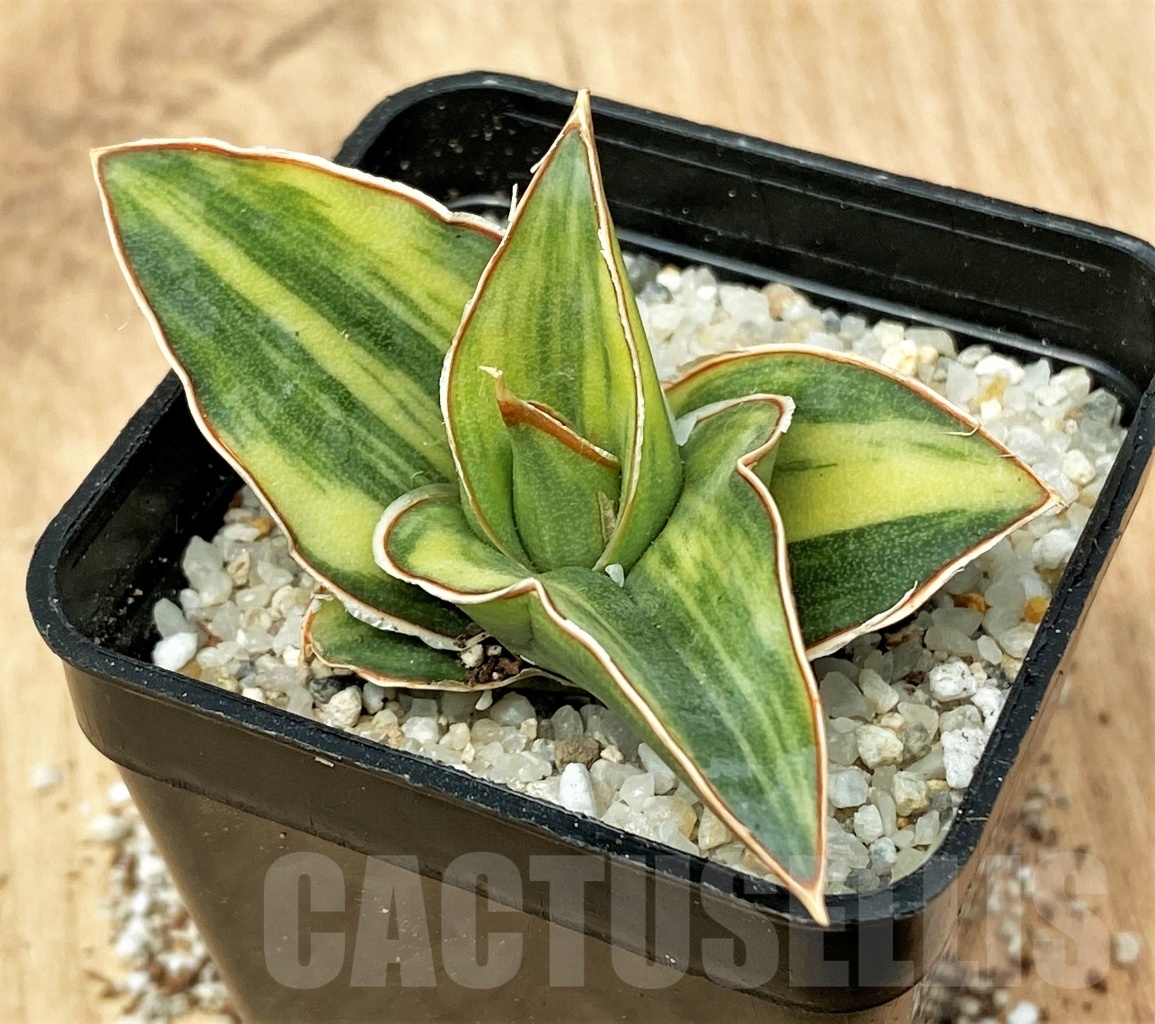 SHPR11110 Sansevieria penguin