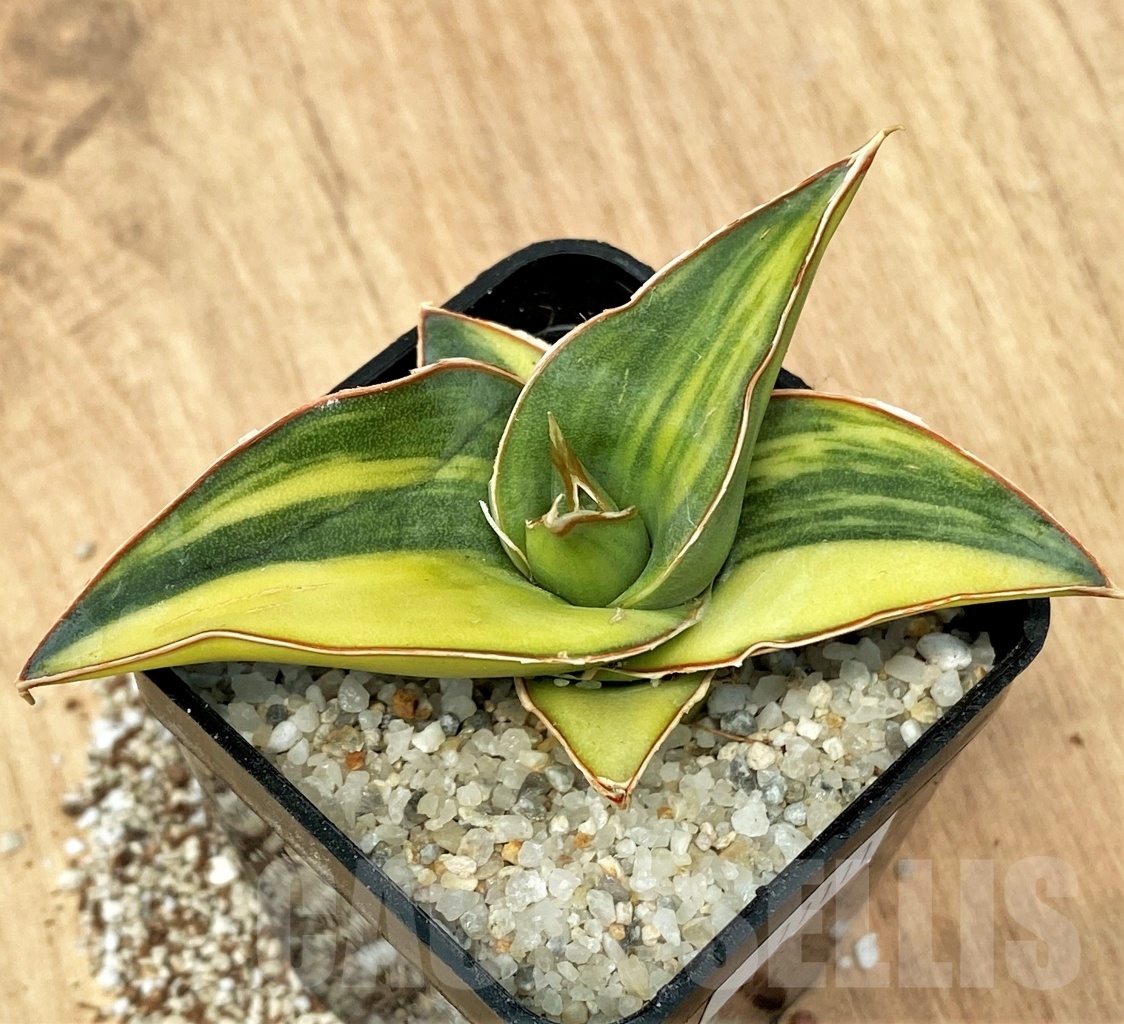 SHPR11111 Sansevieria penguin