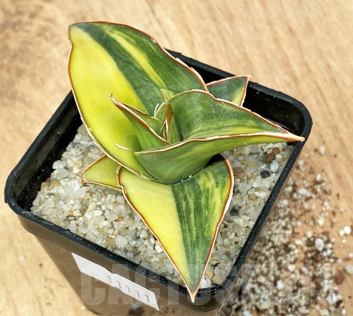 SHPR11111 Sansevieria penguin – Image 2