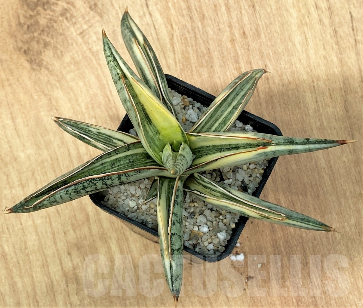 SHPR11112 Sansevieria lavranos 1970 - Image 2