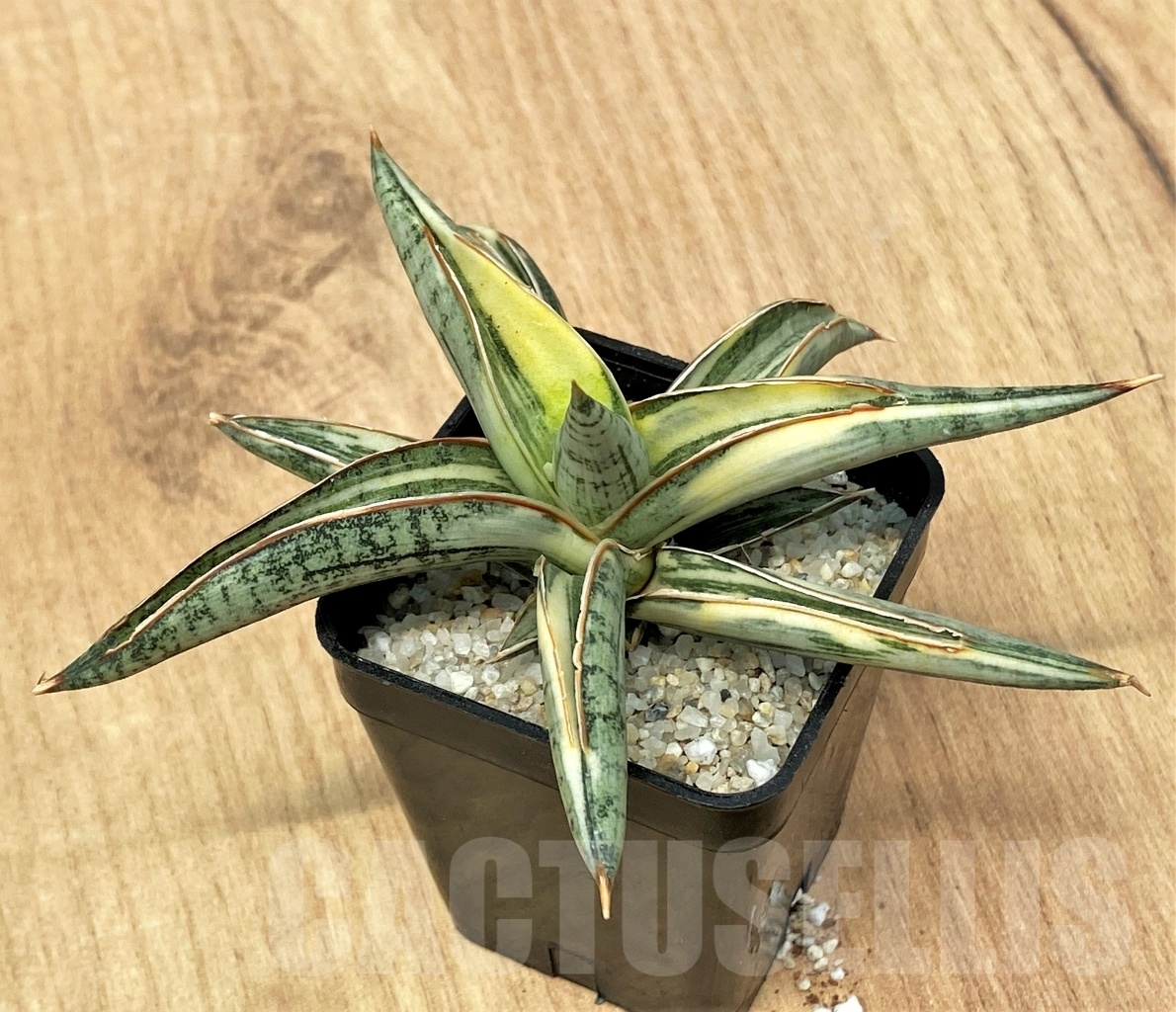 SHPR11112 Sansevieria lavranos 1970 - Image 3