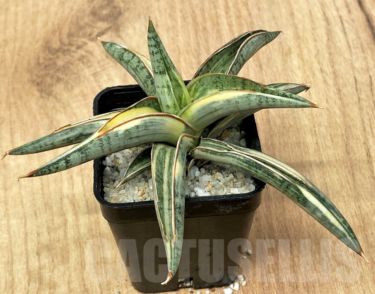 SHPR11112 Sansevieria lavranos 1970