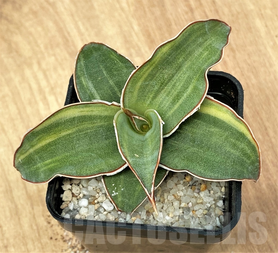 SHPR11113 Sansevieria 'Blue Kew'