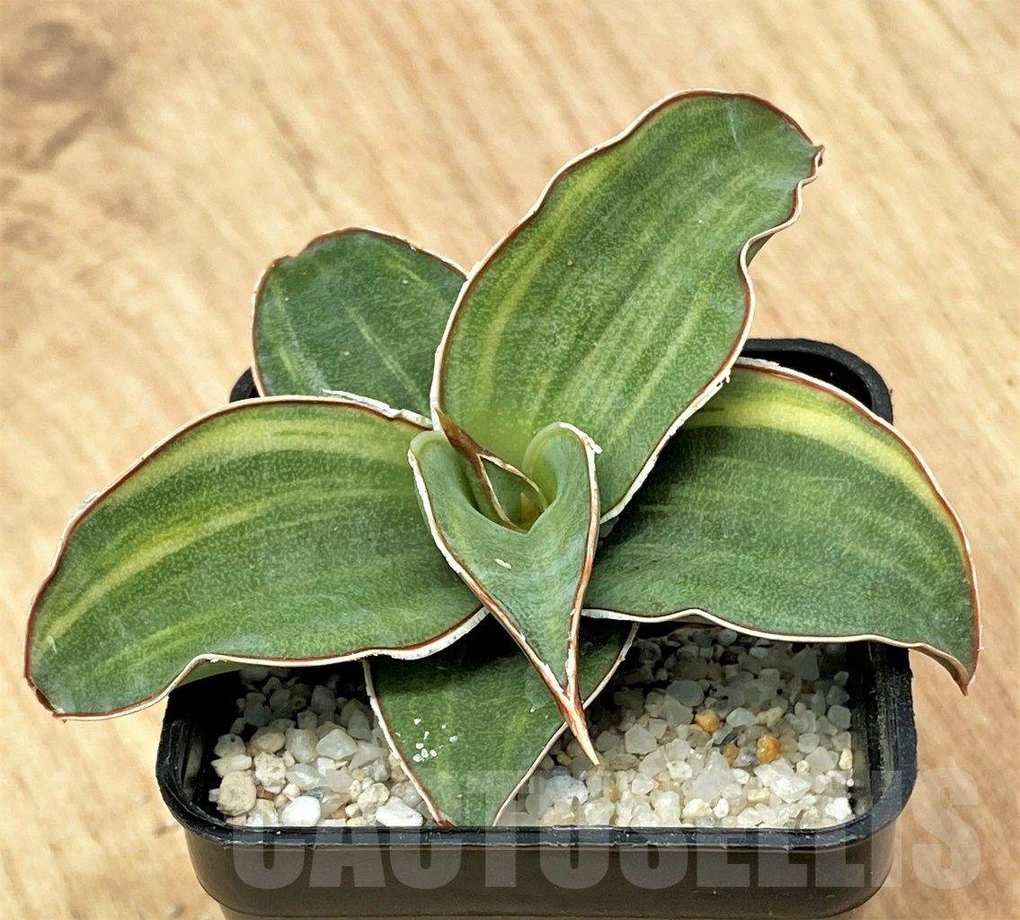 SHPR11113 Sansevieria 'Blue Kew' - Image 2