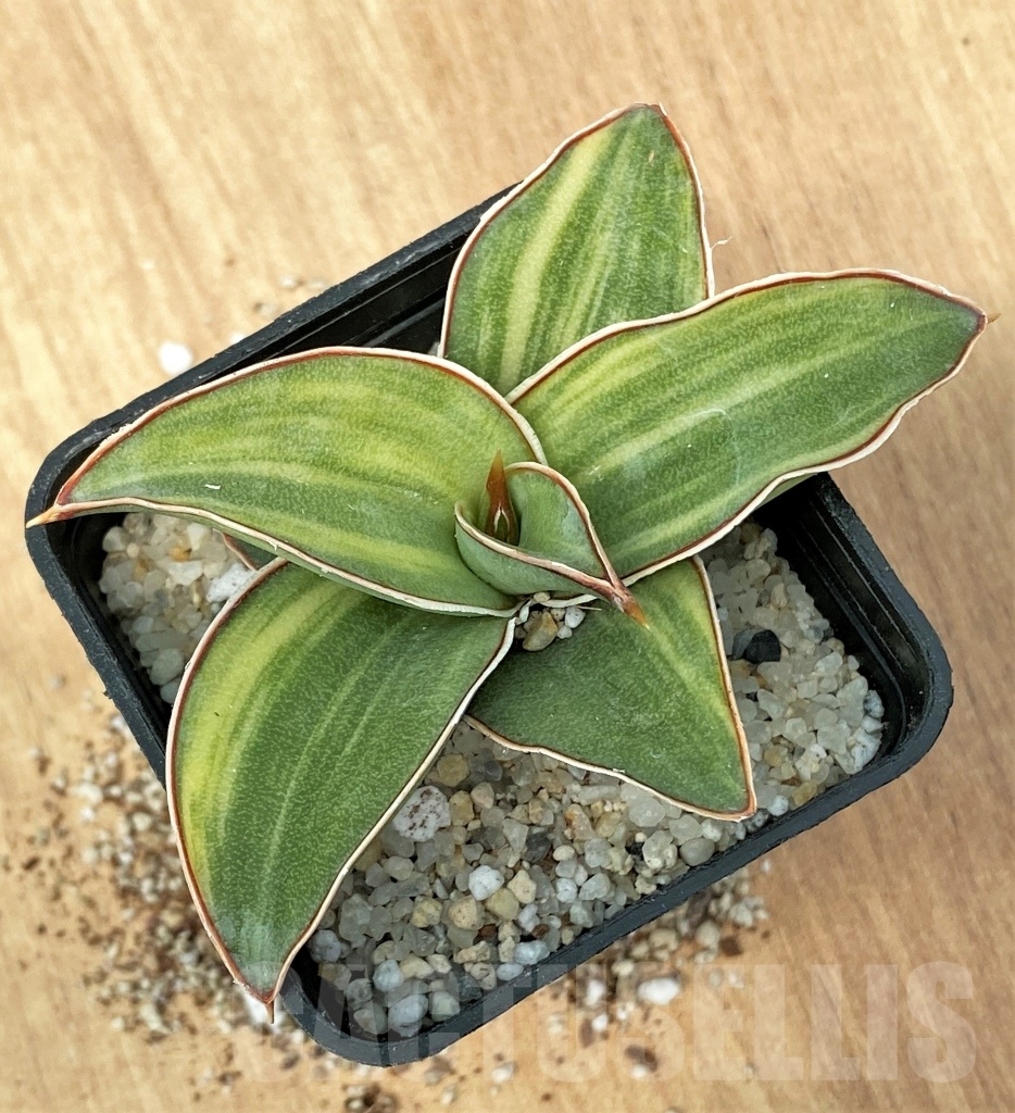 SHPR11114 Sansevieria 'Blue Kew' - Image 2