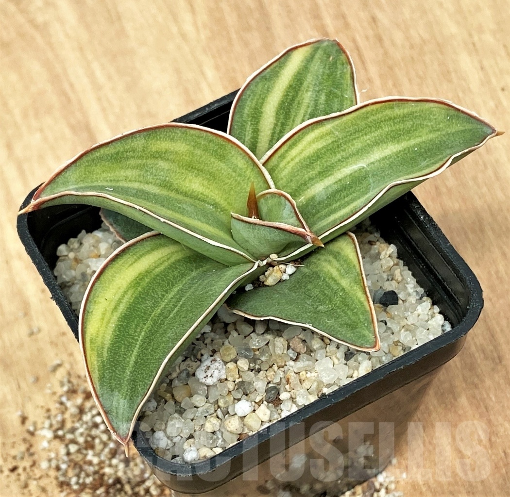 SHPR11114 Sansevieria 'Blue Kew' - Image 3