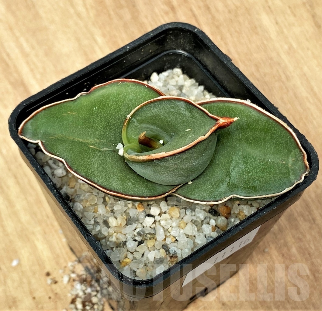 SHPR11116 Sansevieria banana - Image 2