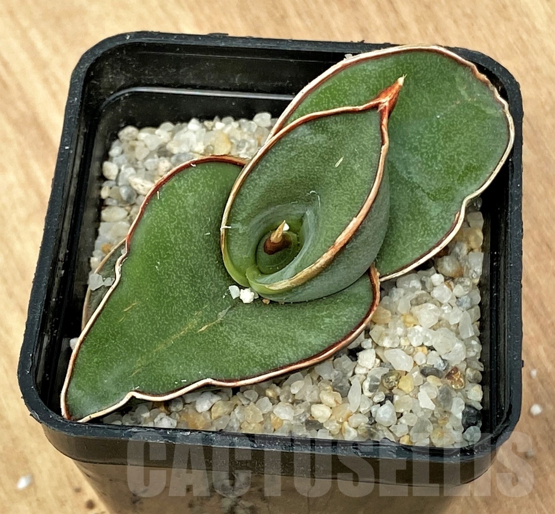 SHPR11116 Sansevieria banana