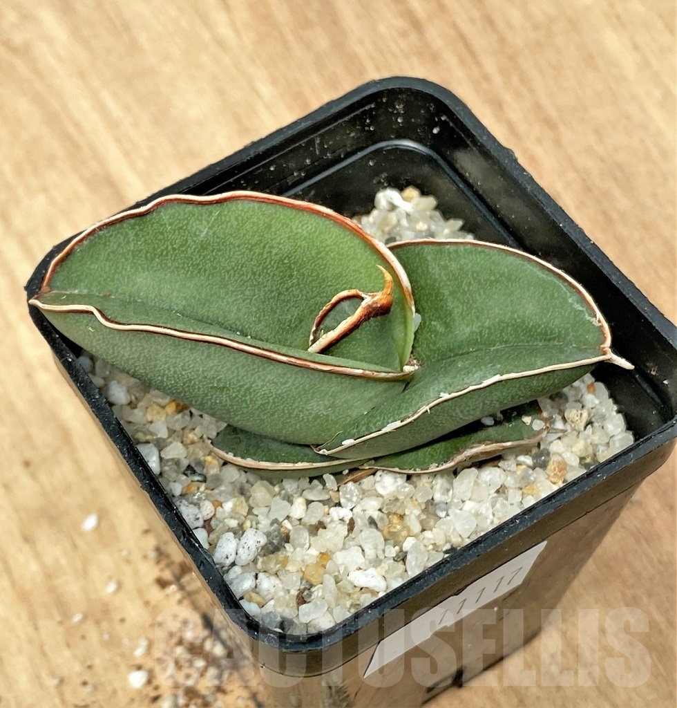 SHPR11117 Sansevieria banana