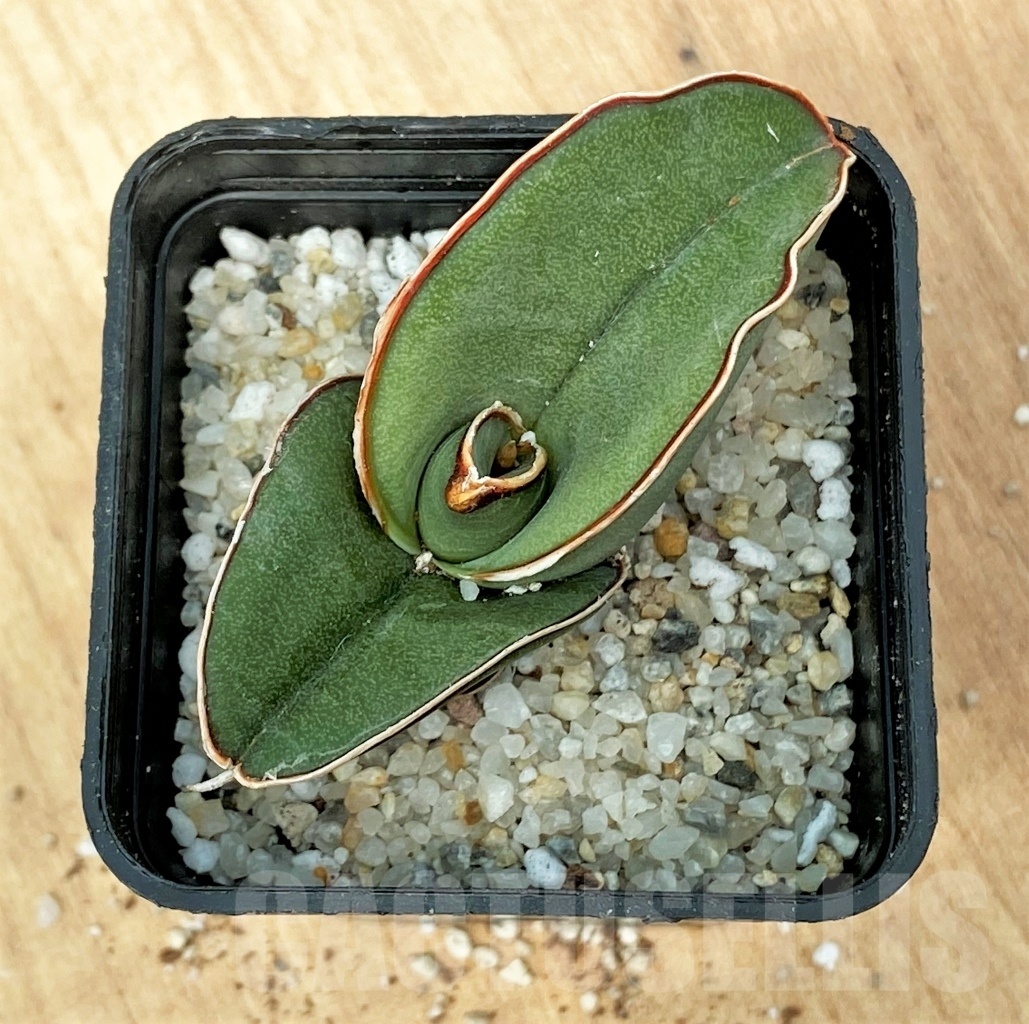 SHPR11117 Sansevieria banana - Image 2