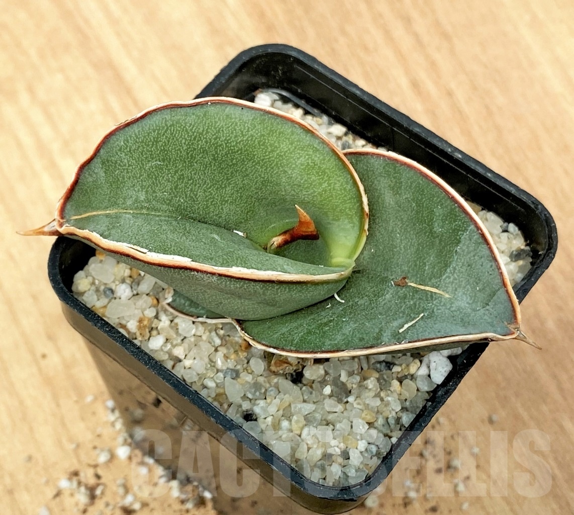 SHPR11118 Sansevieria banana - Image 2