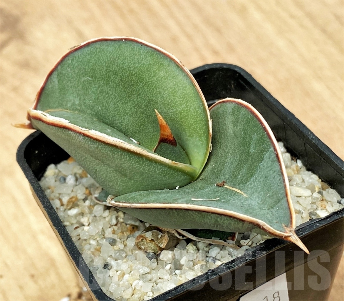 SHPR11118 Sansevieria banana