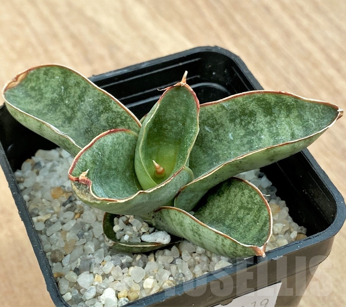 SHPR11119 Sanseveira mini rose - Imagen 2