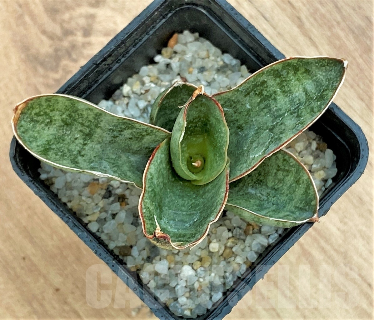 SHPR11119 Sanseveira mini rose - Imagen 3