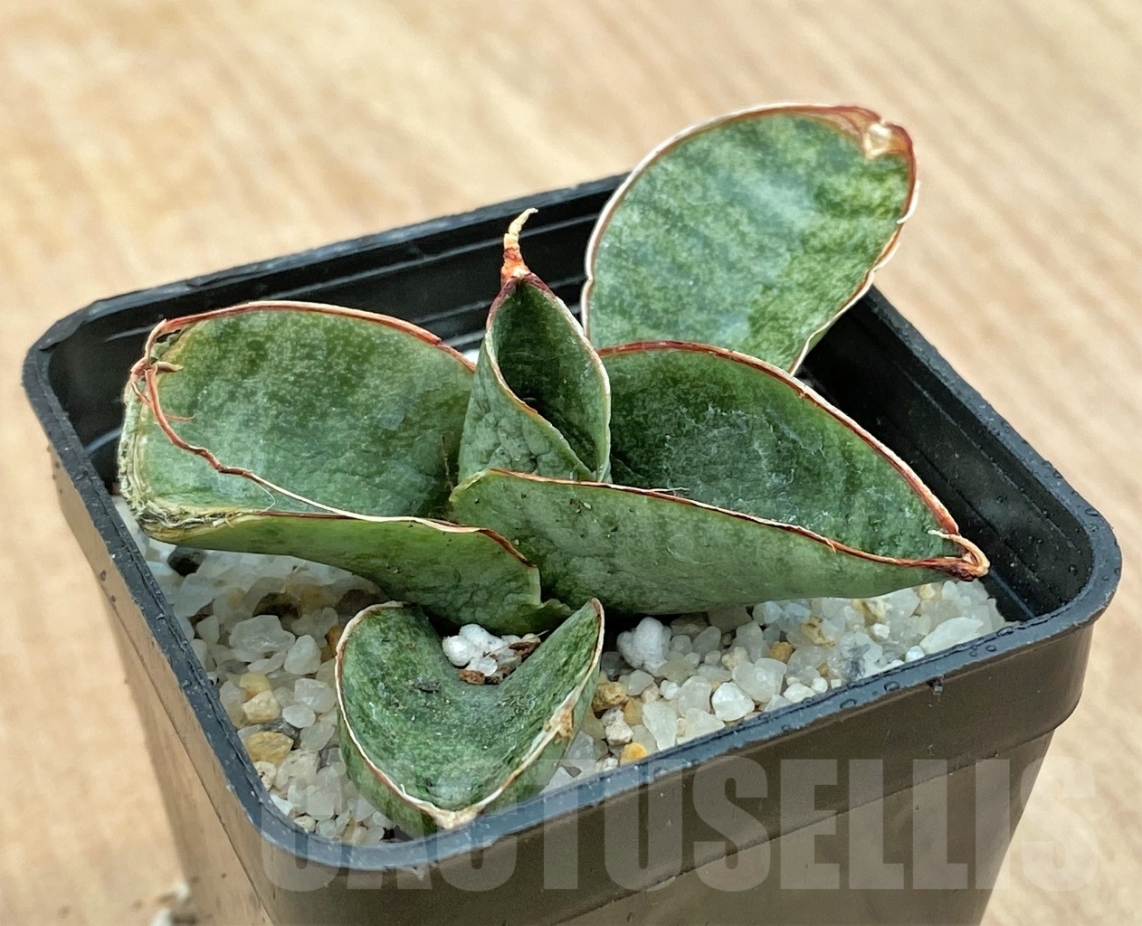 SHPR11120 Sanseveira mini rose