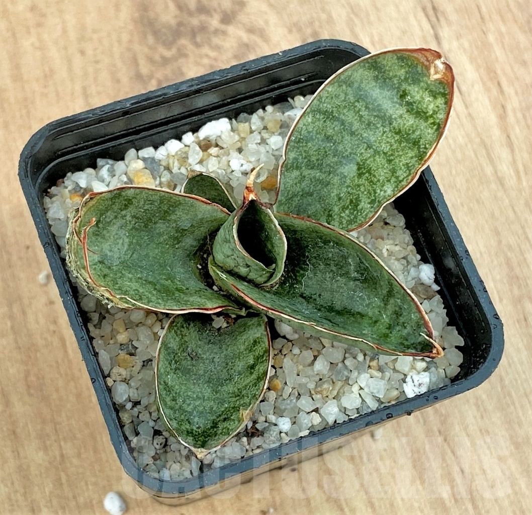 SHPR11120 Sanseveira mini rose - Зображення 2