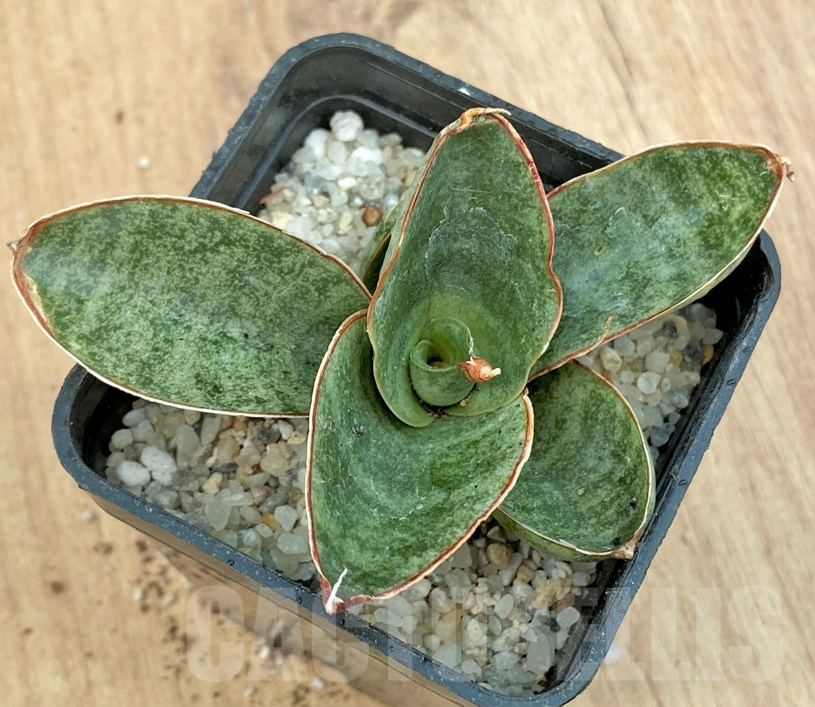 SHPR11121 Sanseveira 'Mini Rose' - Зображення 2