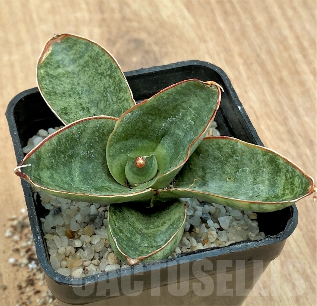 SHPR11121 Sanseveira 'Mini Rose' - Зображення 3